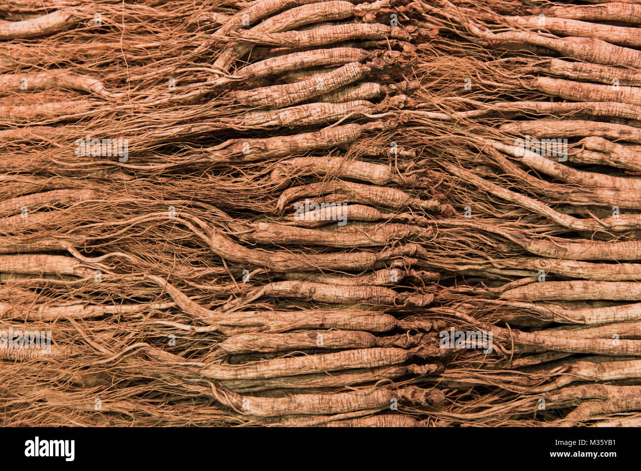 Chinese Ginseng root dried herb origin from Korea Stock Photo Alamy