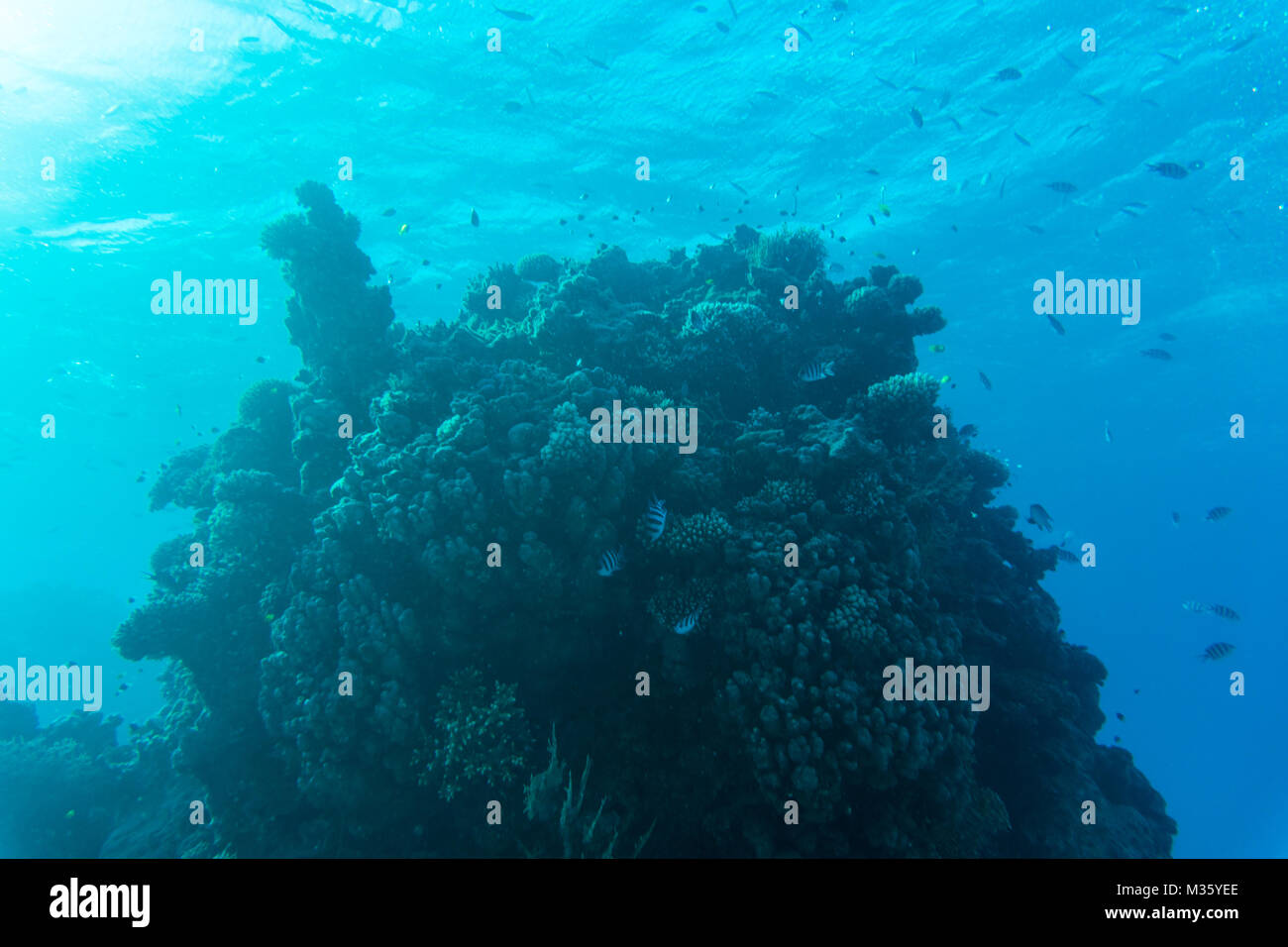 Young coral reef formation on sandy sea bottom. Deep blue sea