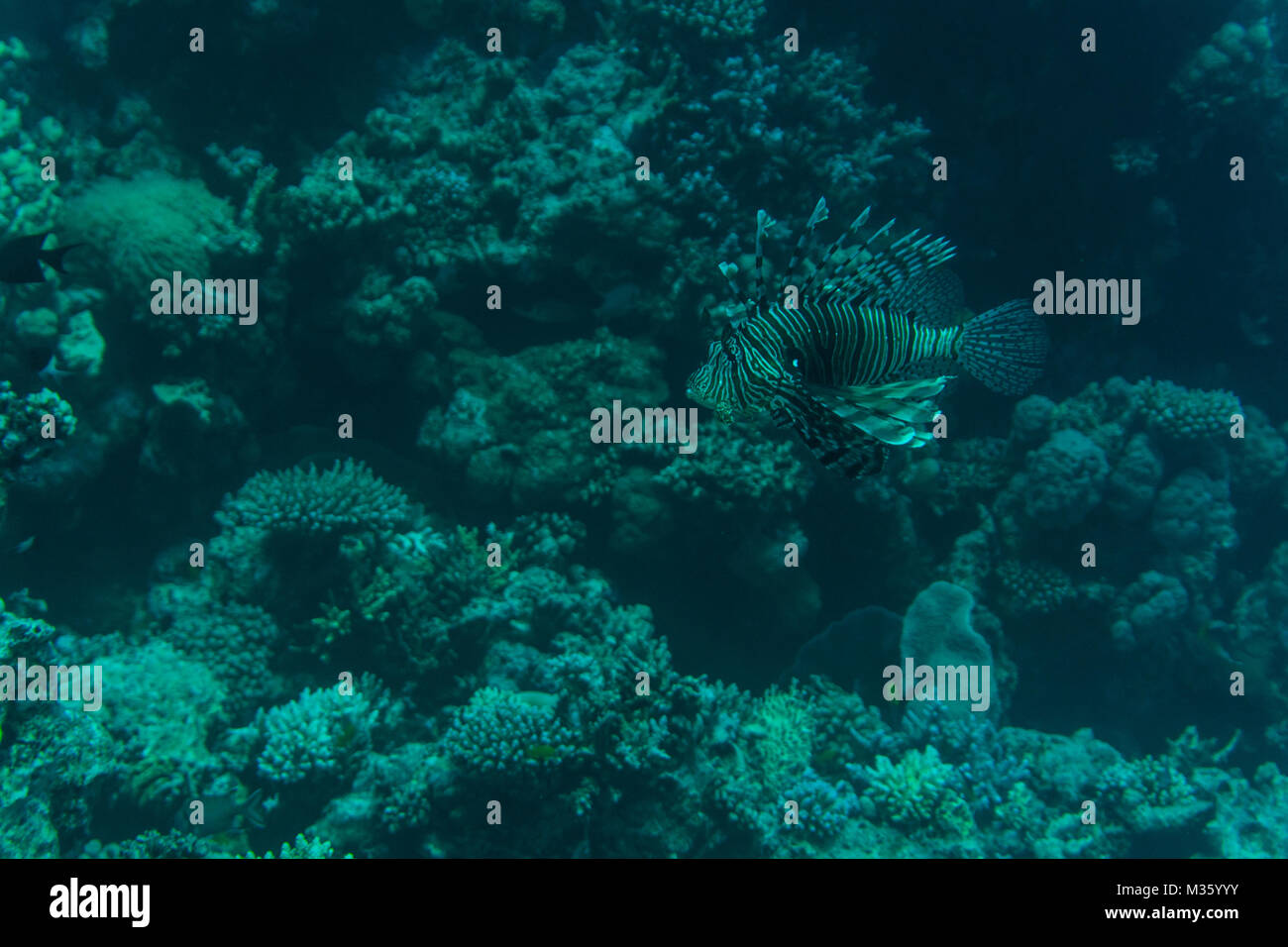 Colorful Lionfish on a tropical coral reef Stock Photo