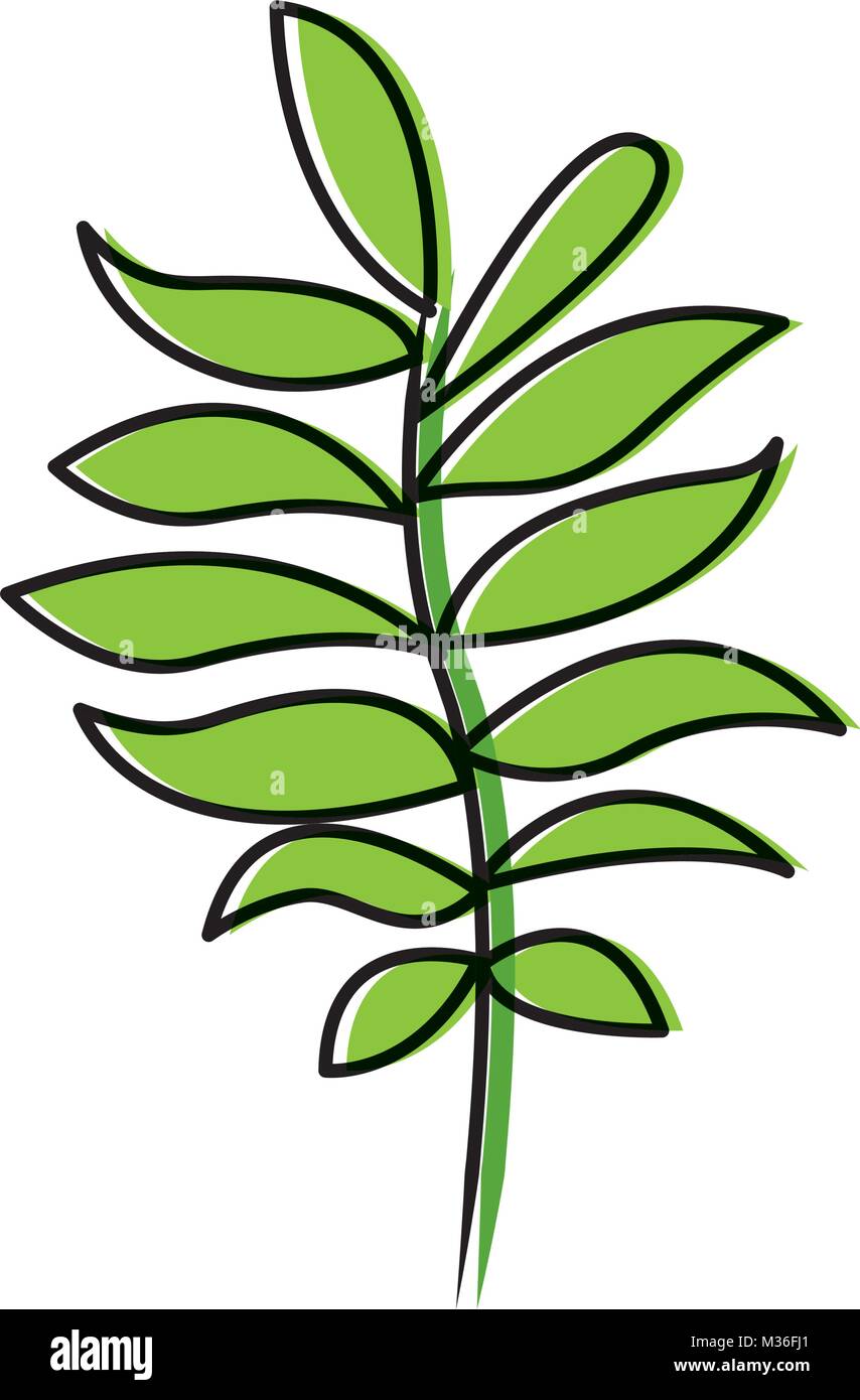 tree branch with green leaves plant natural Stock Vector Image & Art ...