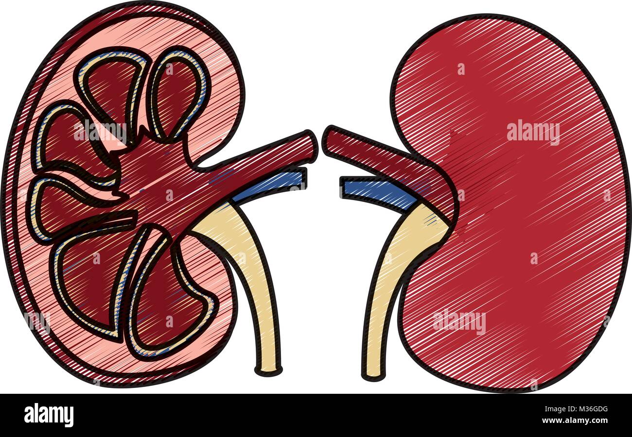 Drawing Anatomy System Kidney High Resolution Stock Photography and ...