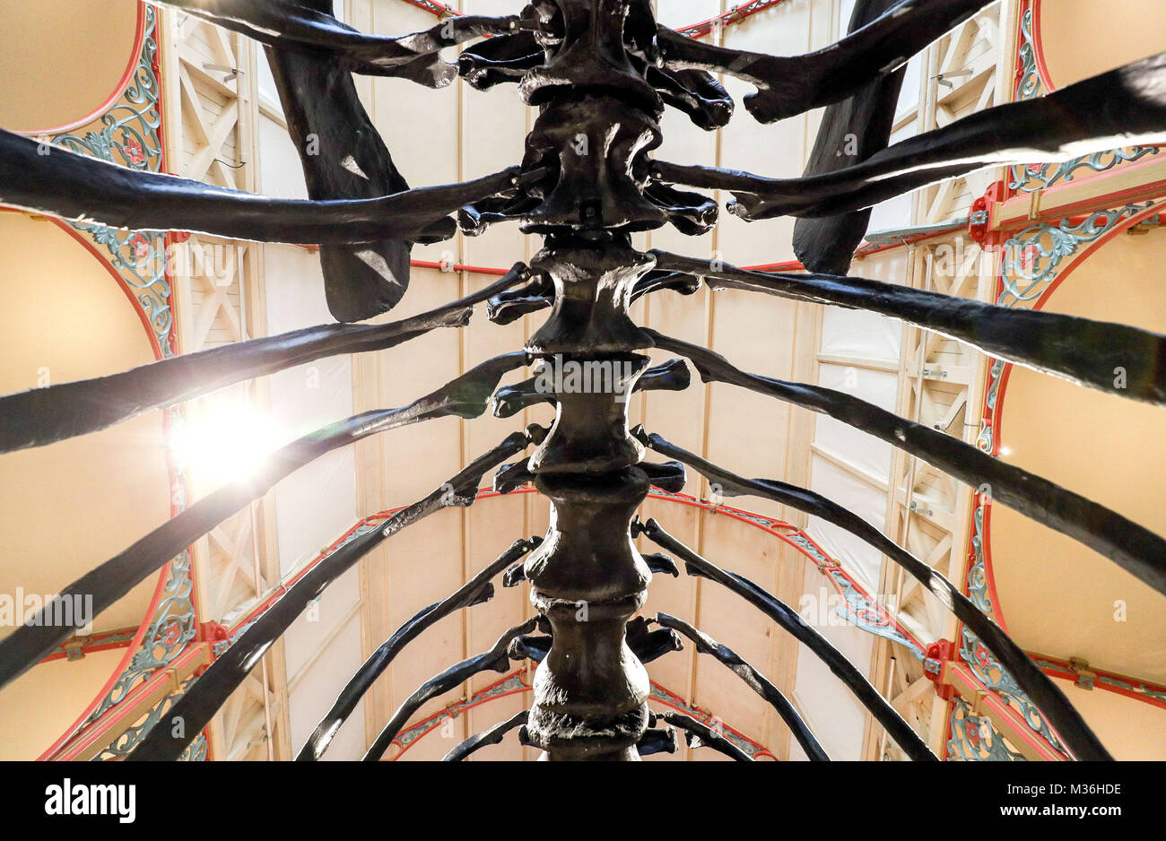 The Natural History Museum's Diplodocus skeleton cast, known as Dippy ...