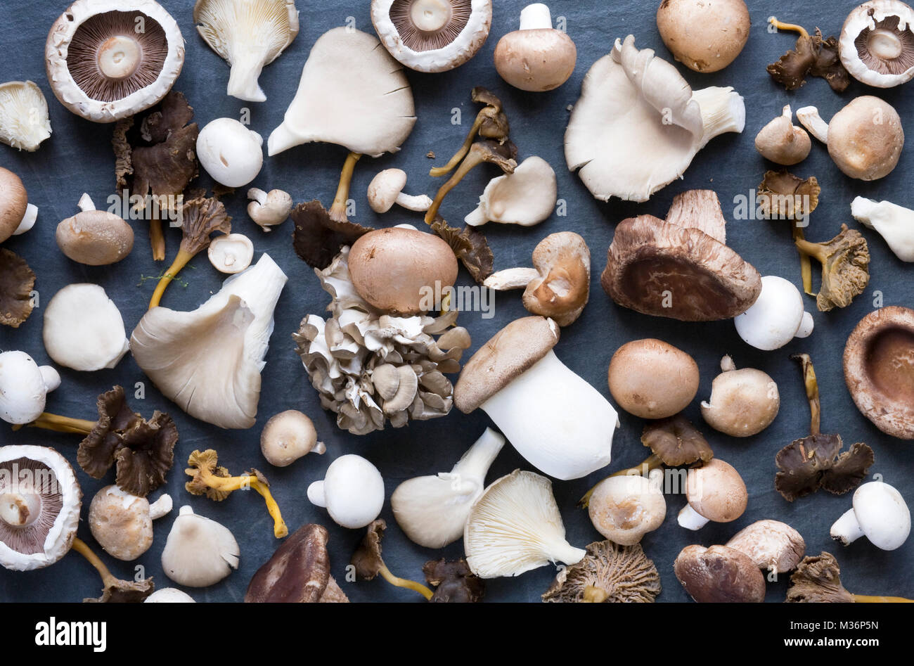 Selection of wild and farmed mushrooms on a slate background. Stock Photo