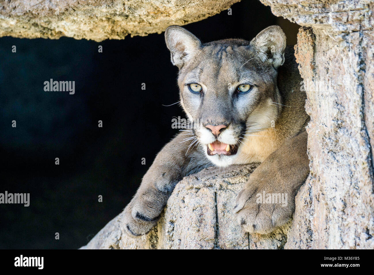 mountain lion in his lair and observing and watching carefully Stock