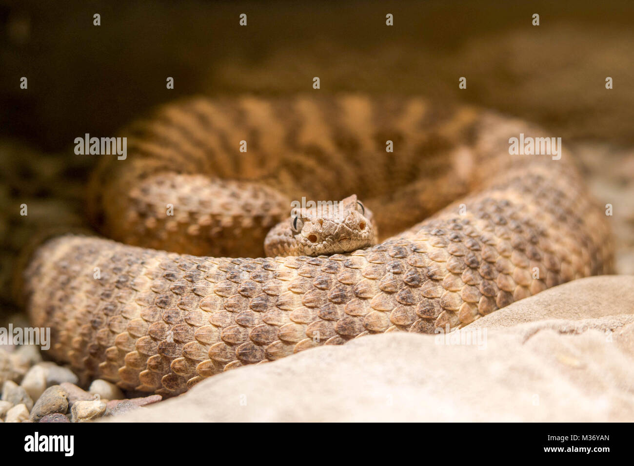 close up macro view of a Mojave rattlesnake Stock Photo