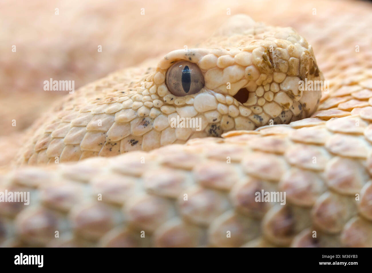 close up portrait of a Santa Catalina rattlesnake Stock Photo