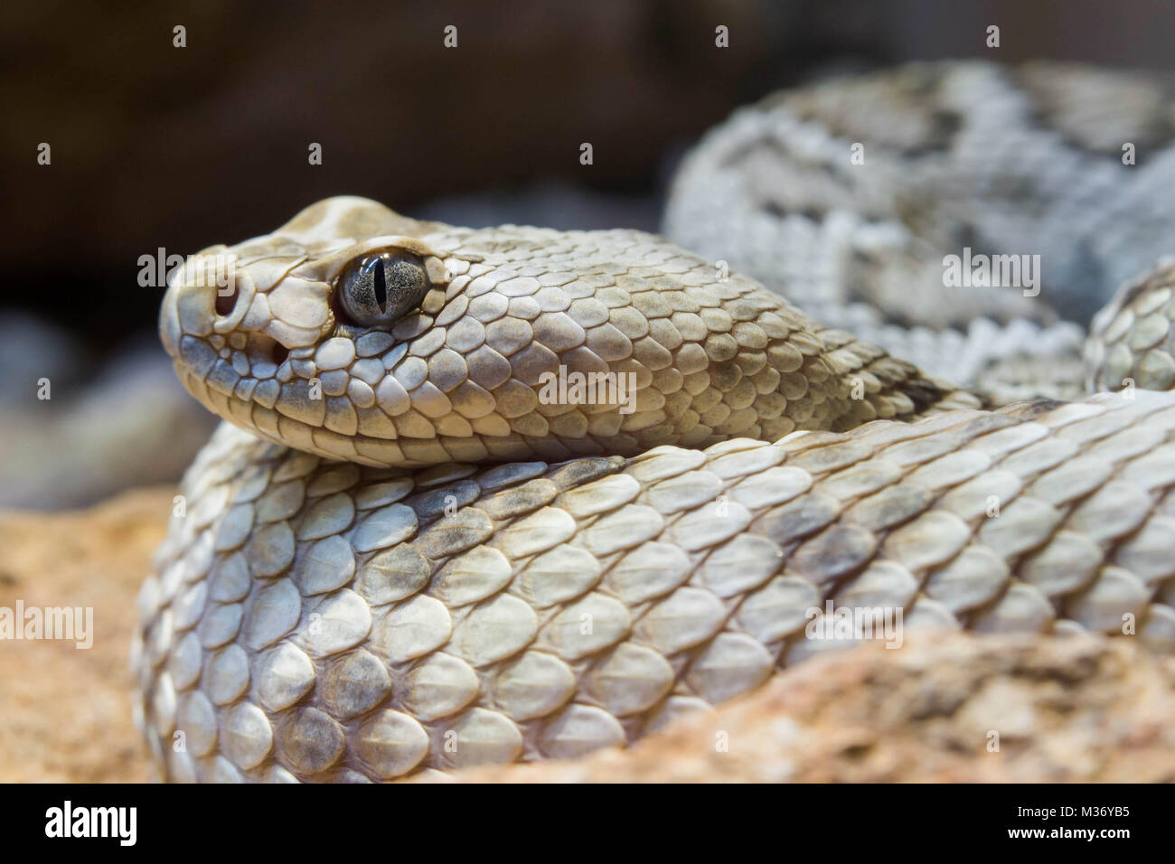 close up view of a Santa Catalina rattlesnake Stock Photo