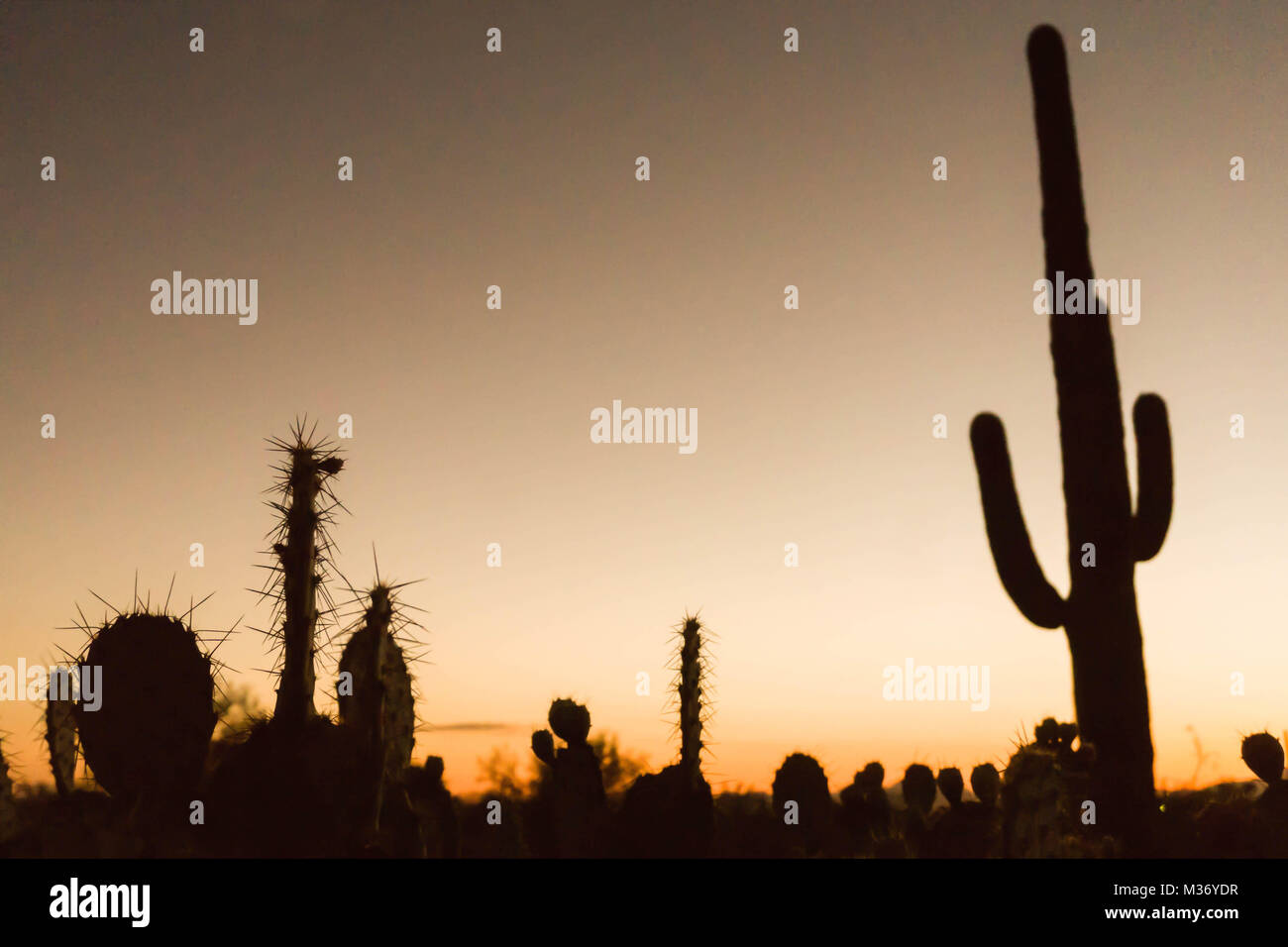 many saguaro cactus in the desert at sunset Stock Photo - Alamy