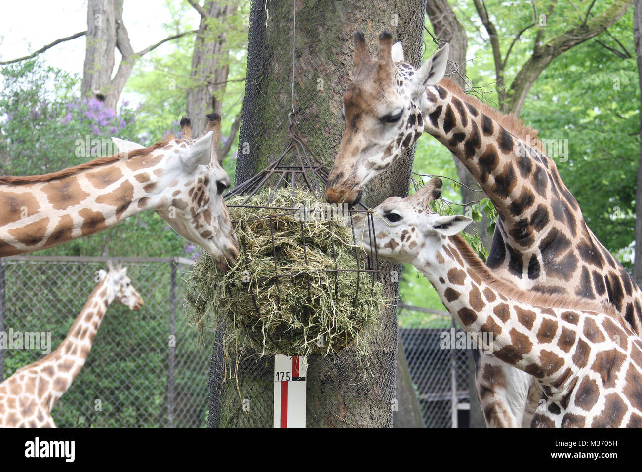 Giraffen Mugambi & Tamu messen, Hagenbeck Inventur, Hamburg, 16.05.2013 Stock Photo