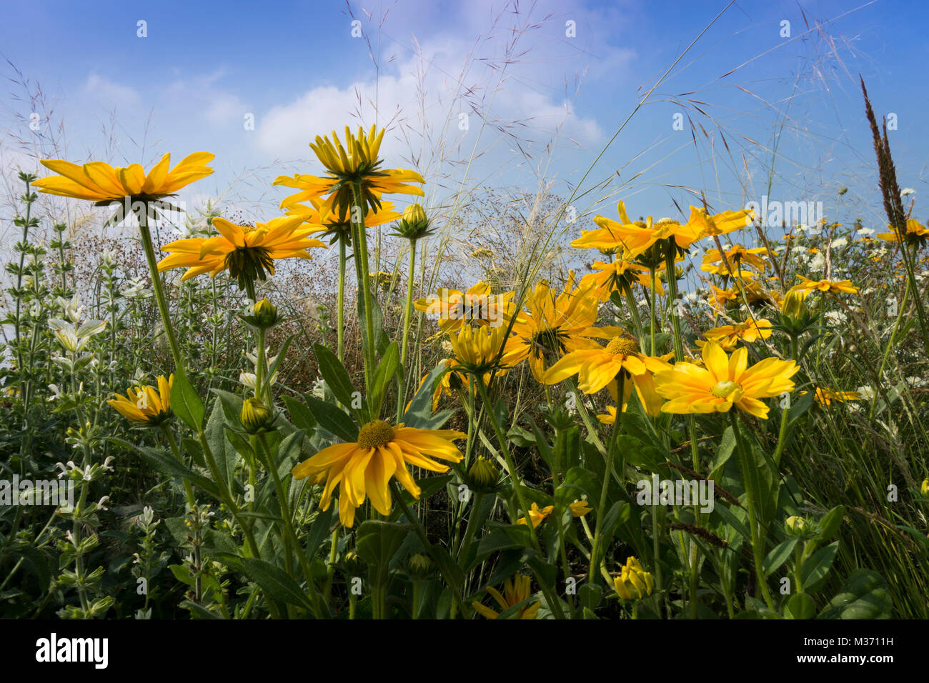 Black eyed susans hires stock photography and images Alamy