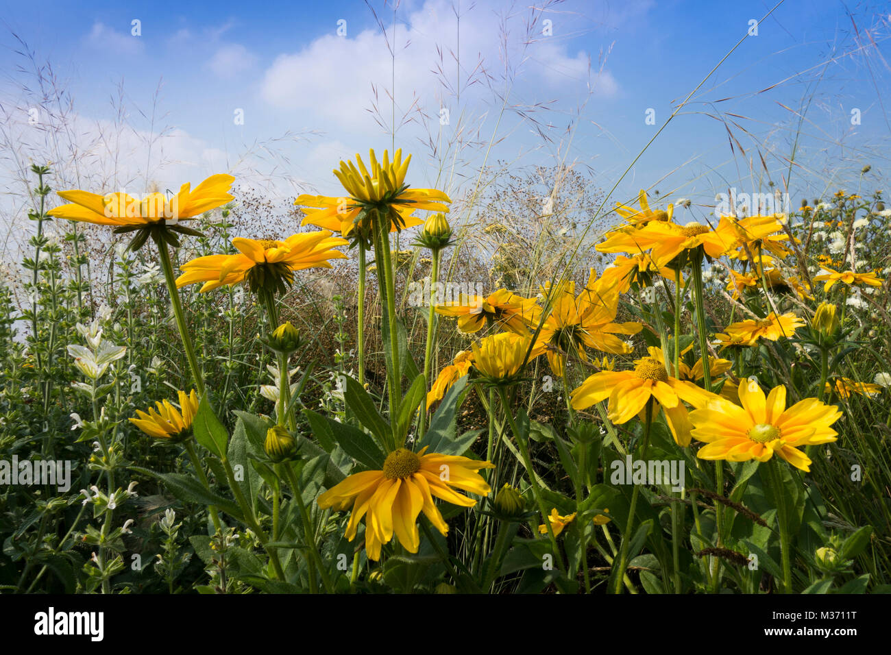 Blackeyedsusans in the sun Stock Photo Alamy