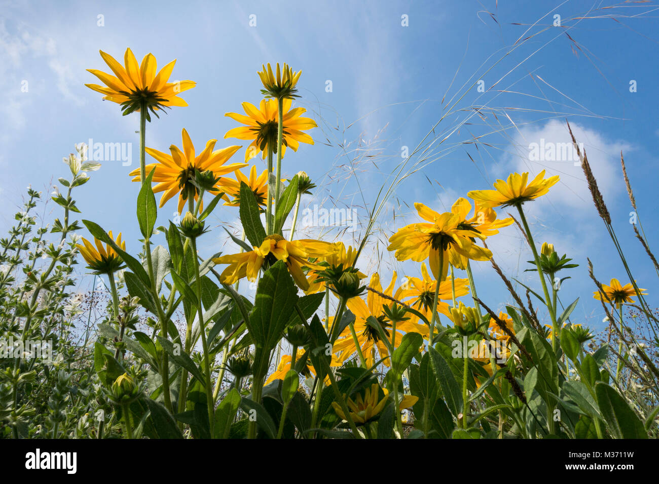 Blackeyedsusans in the sun Stock Photo Alamy