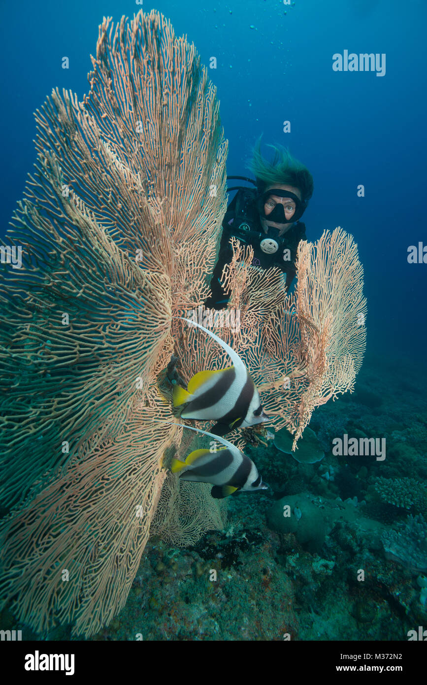 Diver watching the Moorish idol fish behind a sea Fan. Nosy be. Madagascar Stock Photo