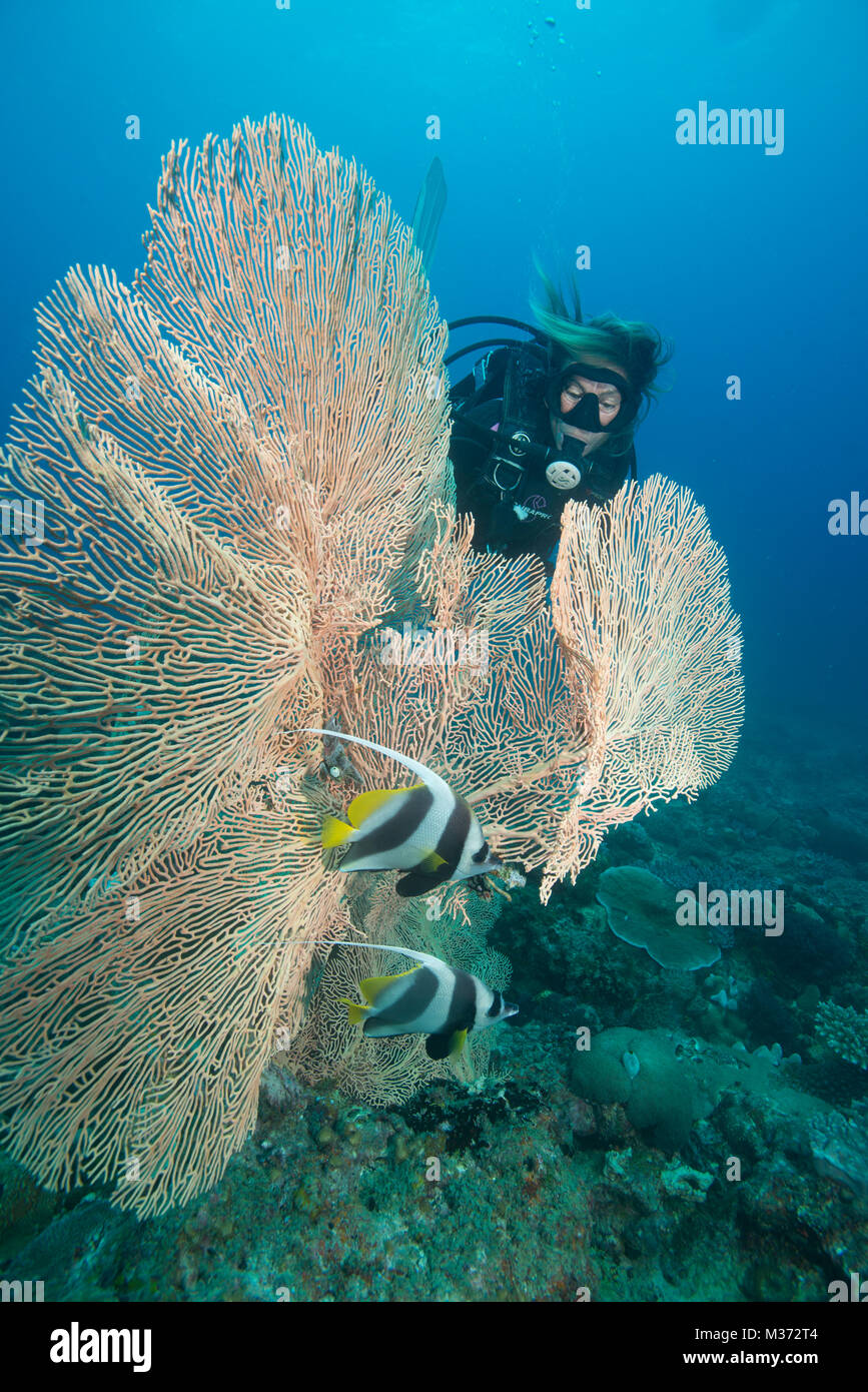 Diver watching the Moorish idol fish behind a sea Fan. Nosy be. Madagascar Stock Photo
