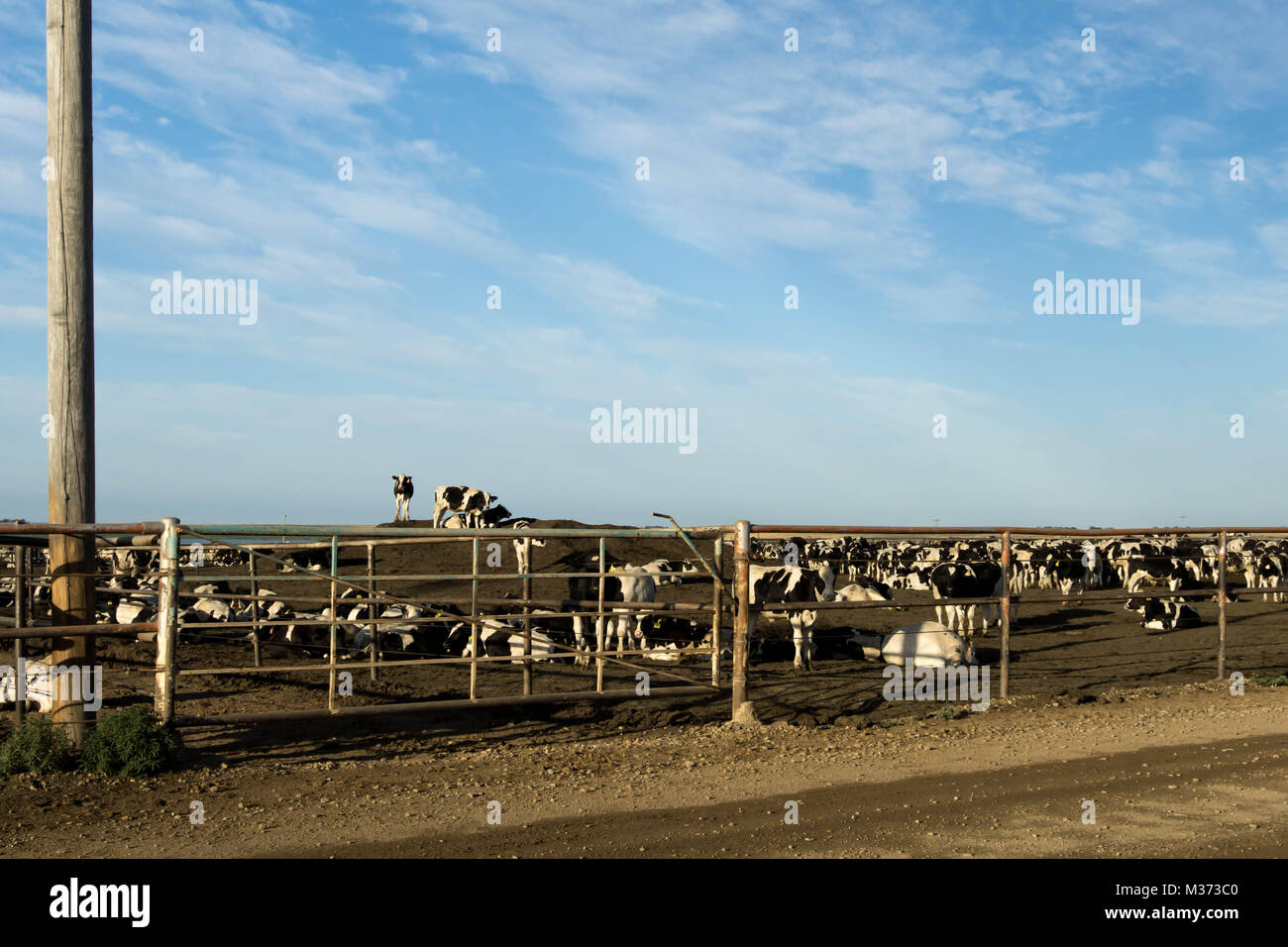 many cows fenced in and waiting to be butchered at a slaughterhouse Stock Photo