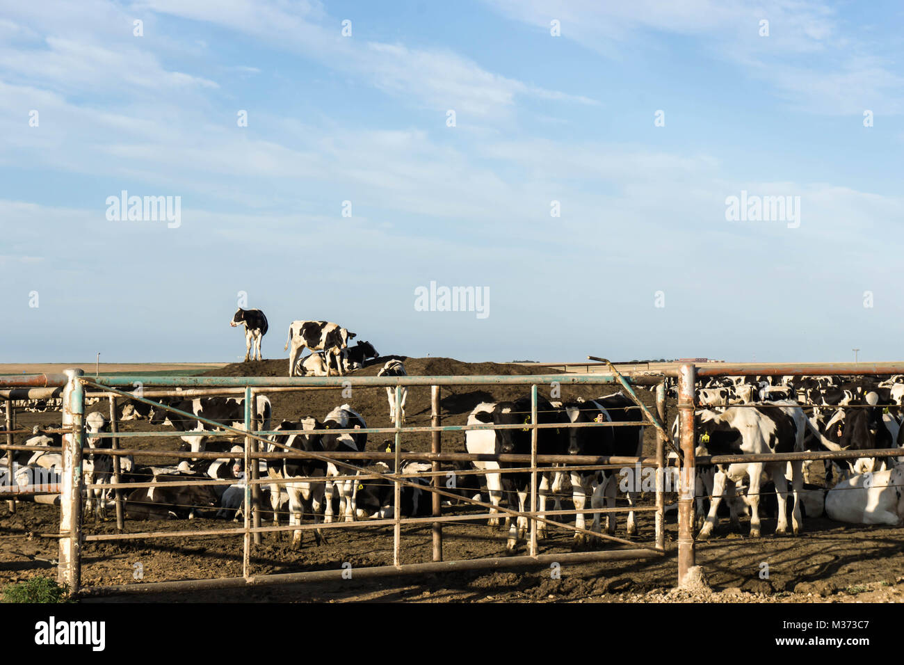 many cows fenced in and waiting to be butchered at a slaughterhouse Stock Photo
