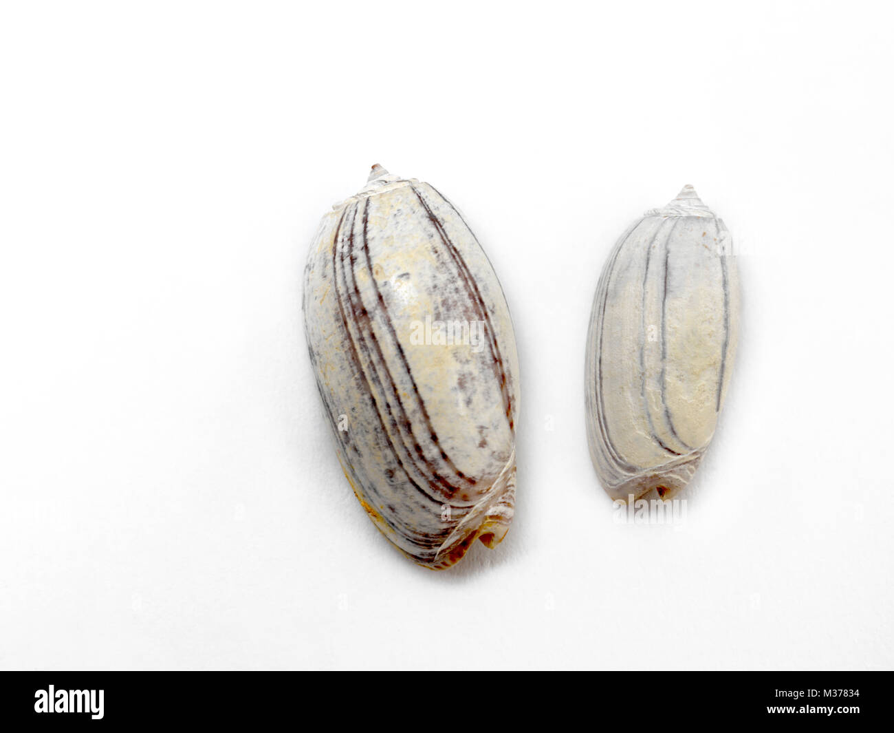 Amoria Zebra Shells Stock Photo