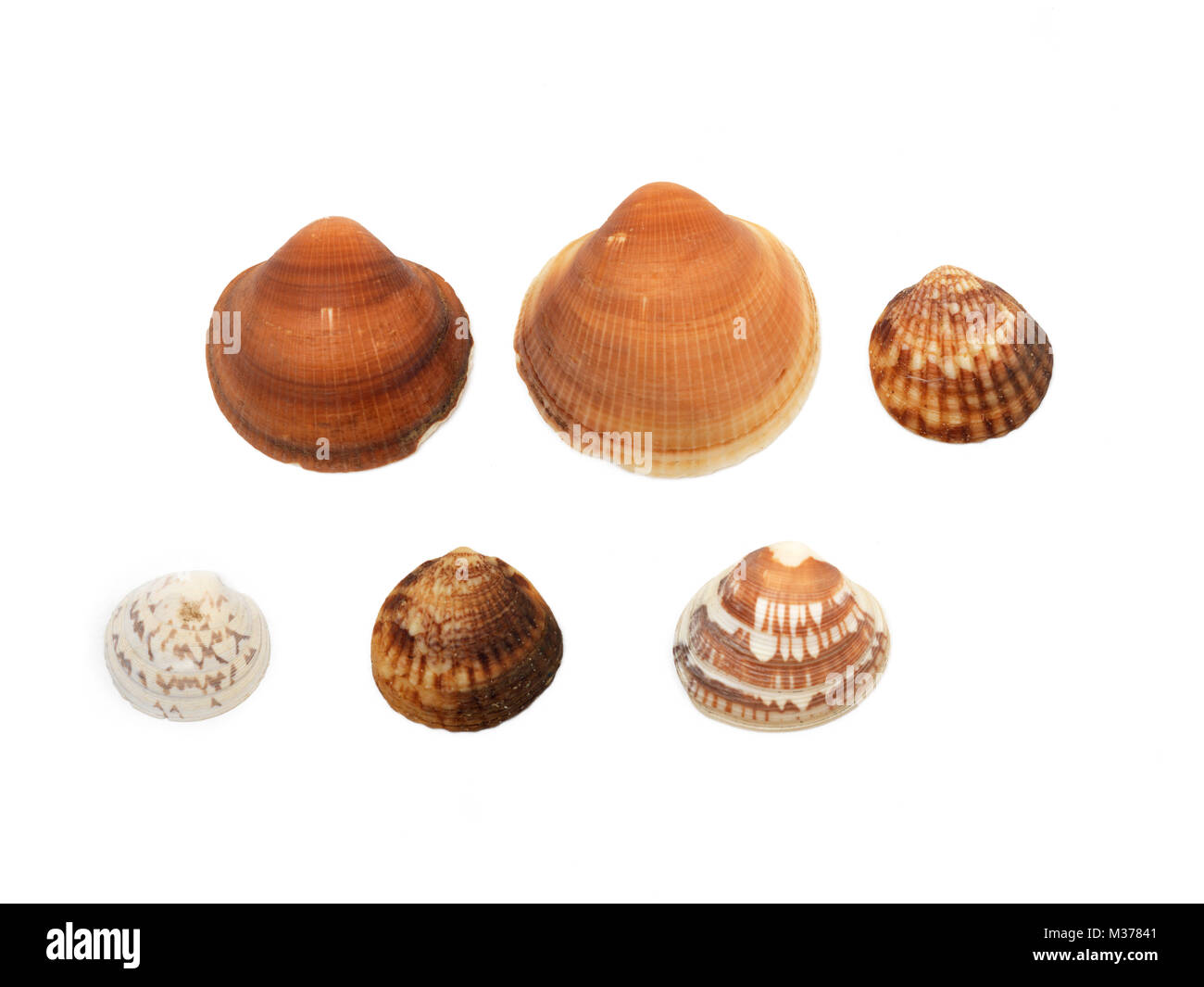Bivalves Discus Shaped Shells Stock Photo