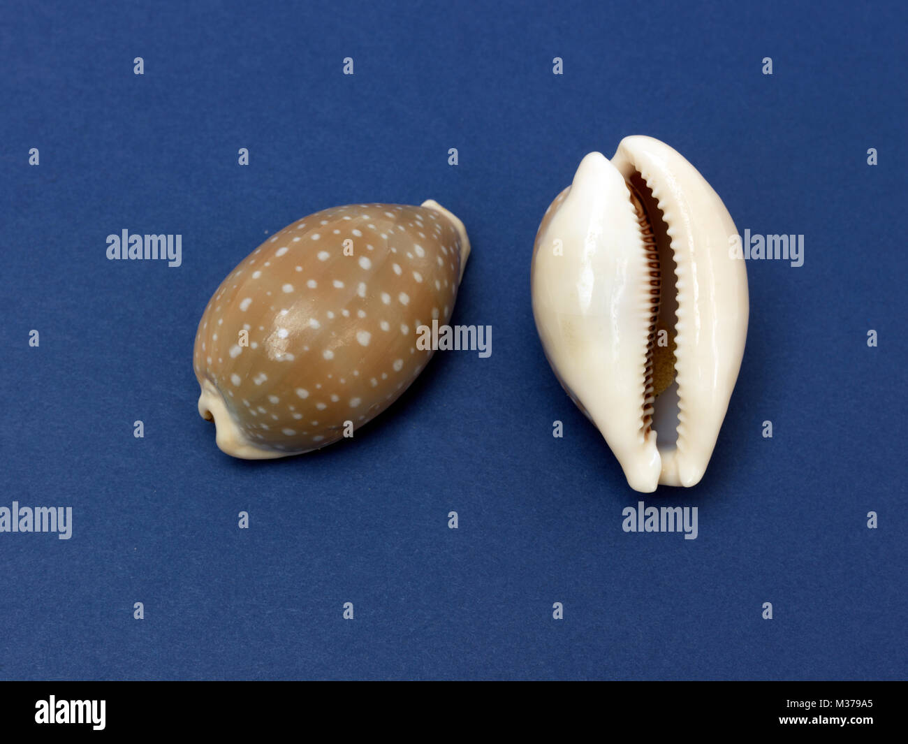 Cypraea Camelopardalis Cowrie Shells Stock Photo