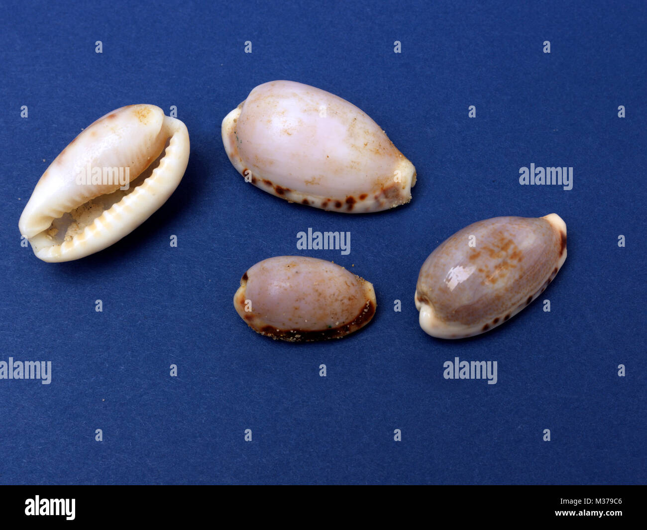 Cypraea Angustata Cowrie Shells Stock Photo