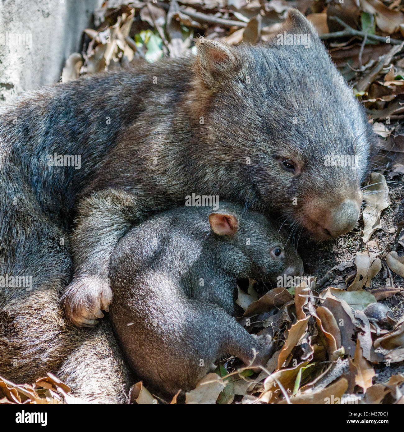Female wombat with her baby joey, Queensland, Australia. Square image Stock Photo