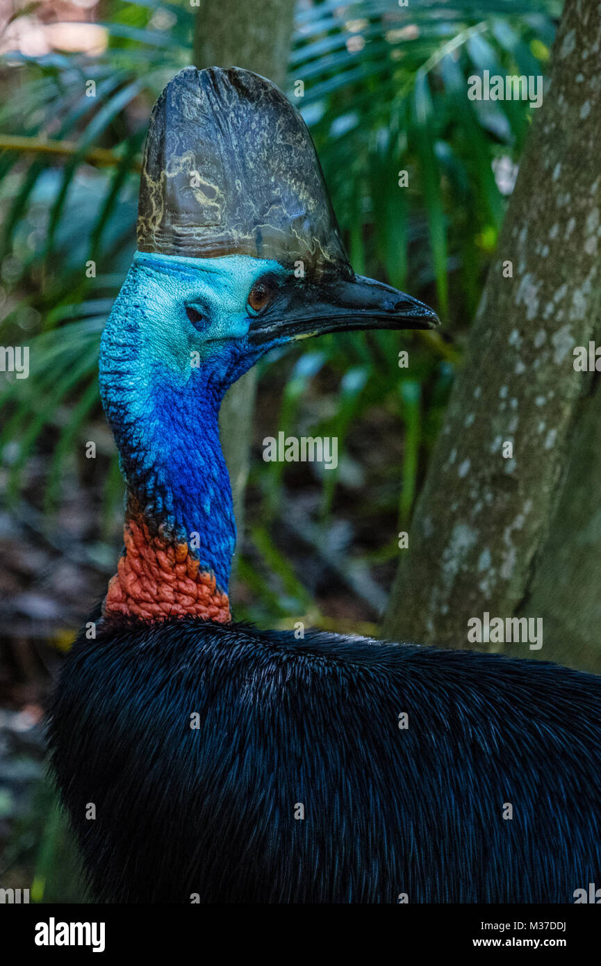 Adult Southern cassowary, Australia. Vertical image, Head shot Stock ...