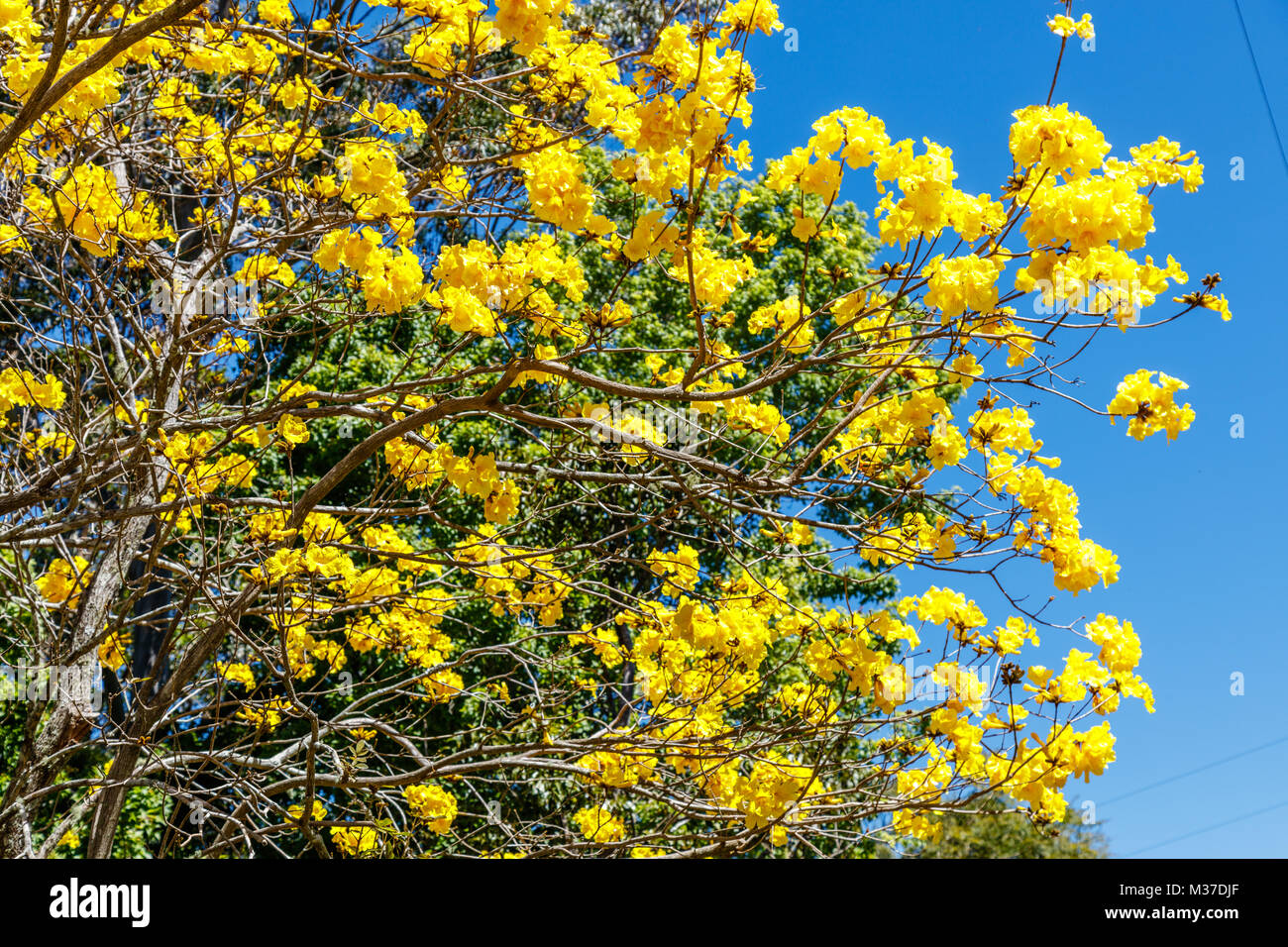 Yellow flamboyant hi-res stock photography and images - Alamy