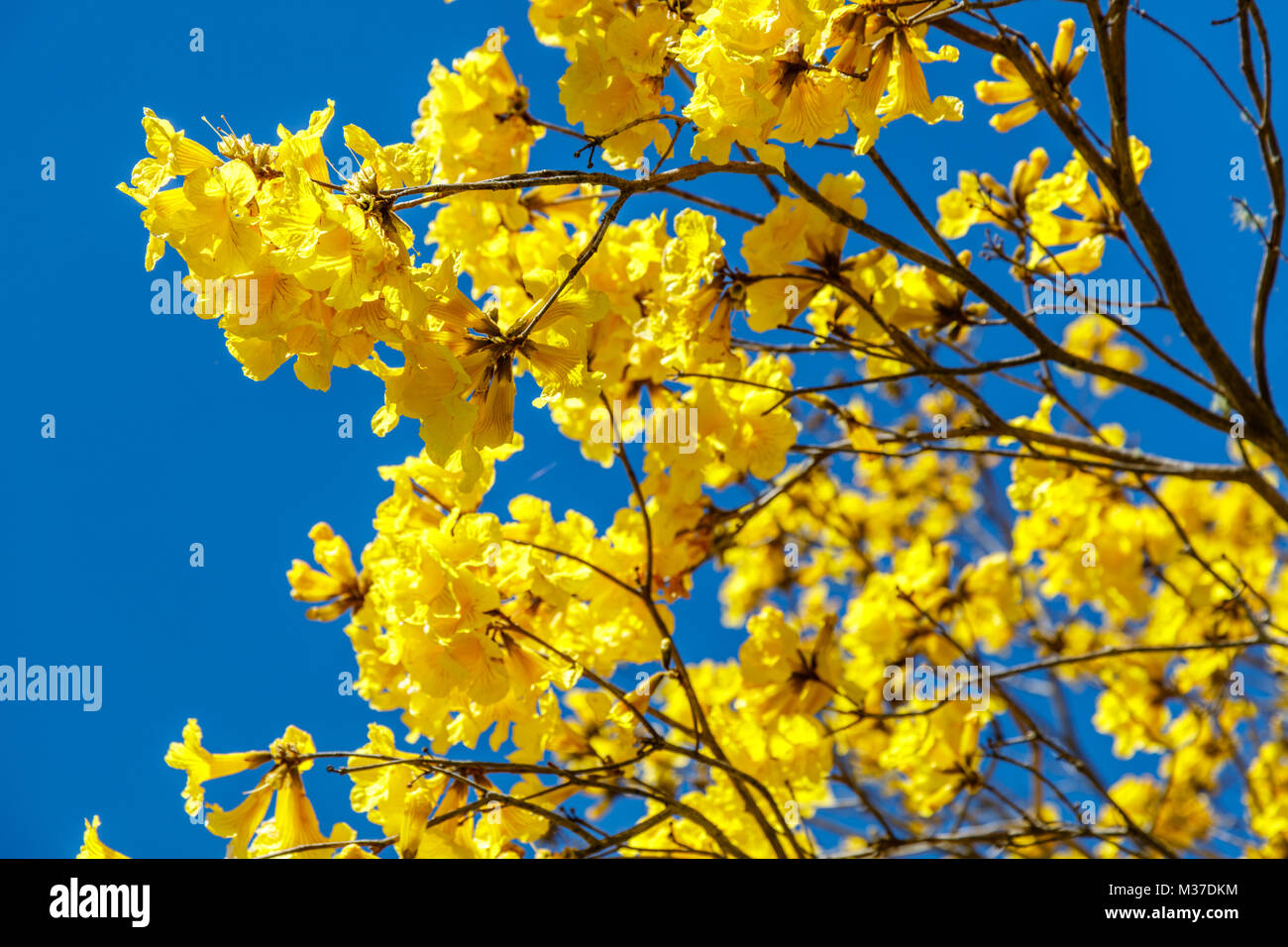 Blooming Yellow flametree or Yellow Poinciana. Queensland, Australia Stock Photo