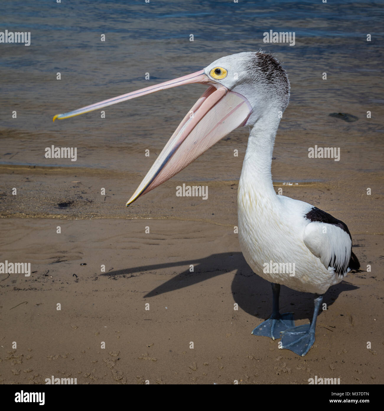 Australian pelican on a beach, Queensland, Australia. Square image. Stock Photo