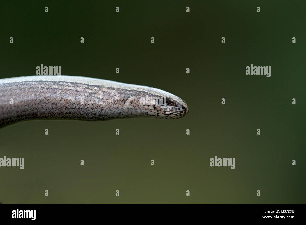 Slow Worm (Anguis fragilis) Stock Photo
