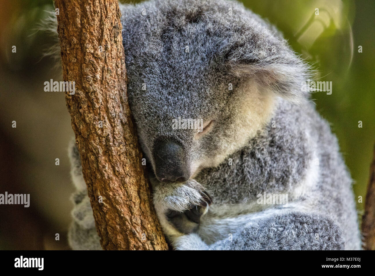 Sleeping koala on a eucalyptus tree, Queensland, Australia. Head shot Stock Photo