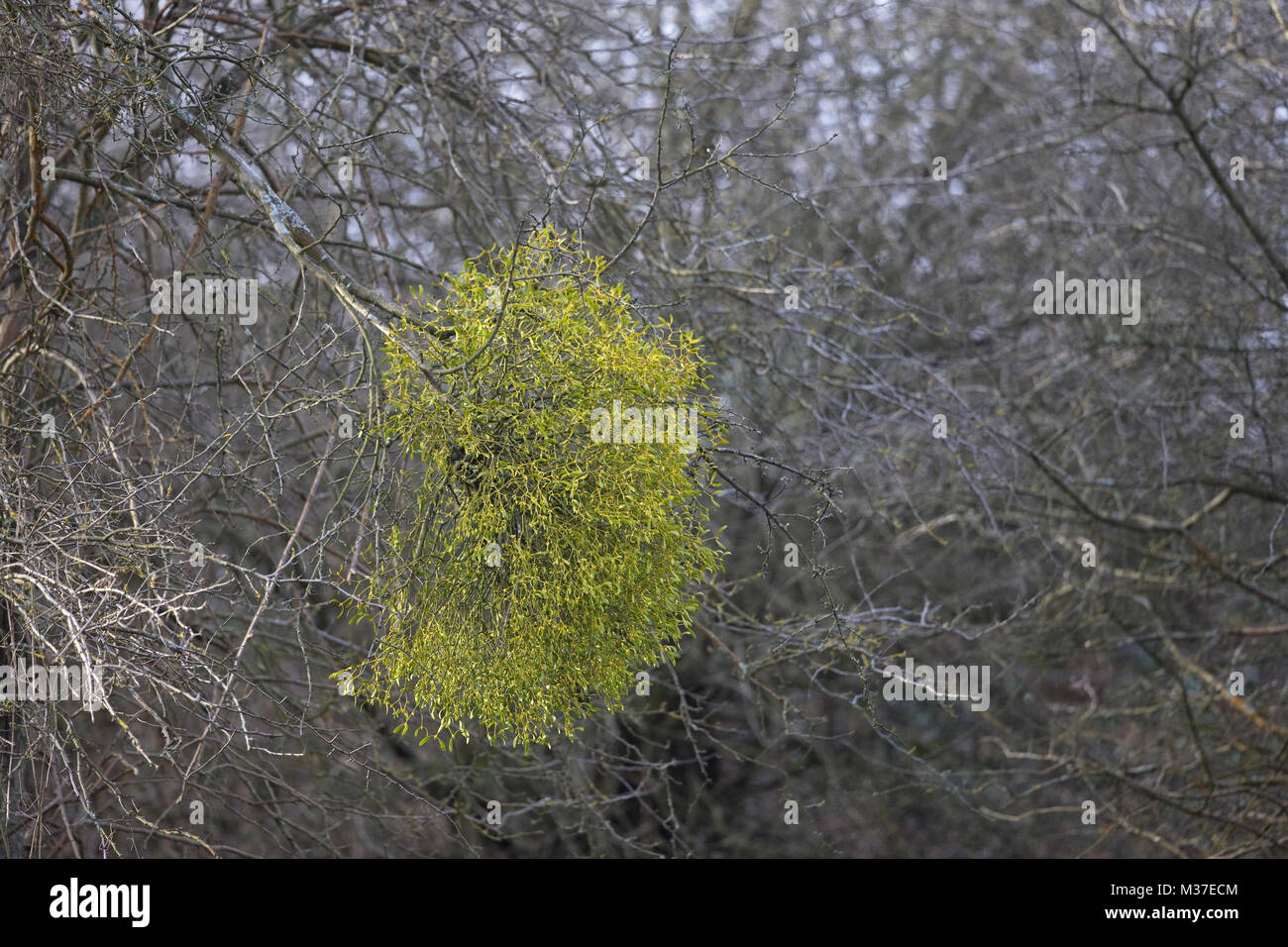 European Mistletoe (Viscum album) Stock Photo