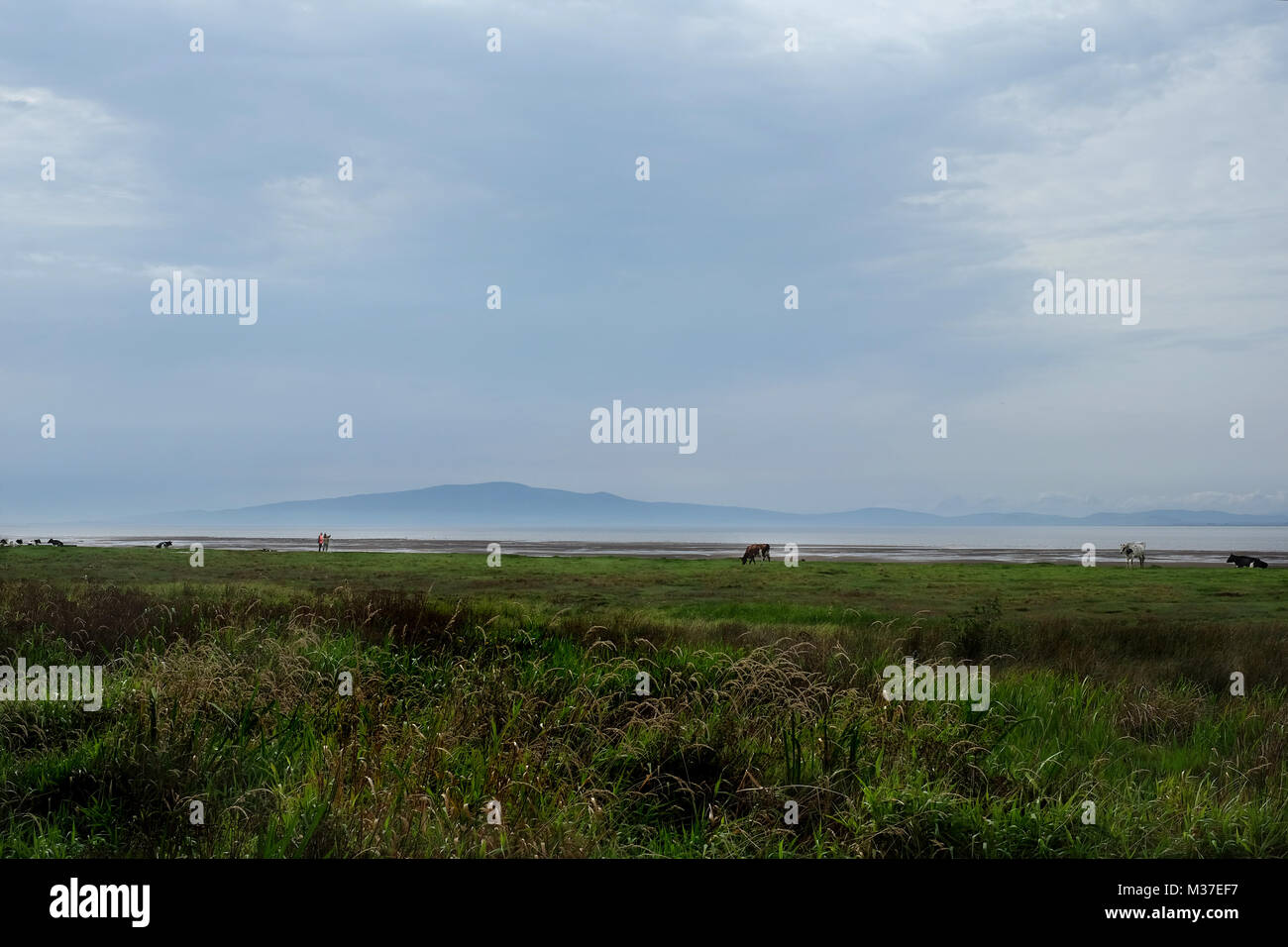 View of Criffel from between Bowness on Solway and Cardurnock on the north coast of Cumbria ( Solway Firth Estuary ) With Cows and haaf netters Stock Photo
