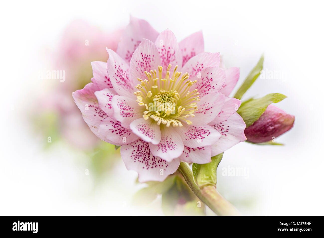 Close-up image of a single, pink Double flowered Pink Hellebore flower, also known as a Lenten Rose or Christmas Rose. Stock Photo