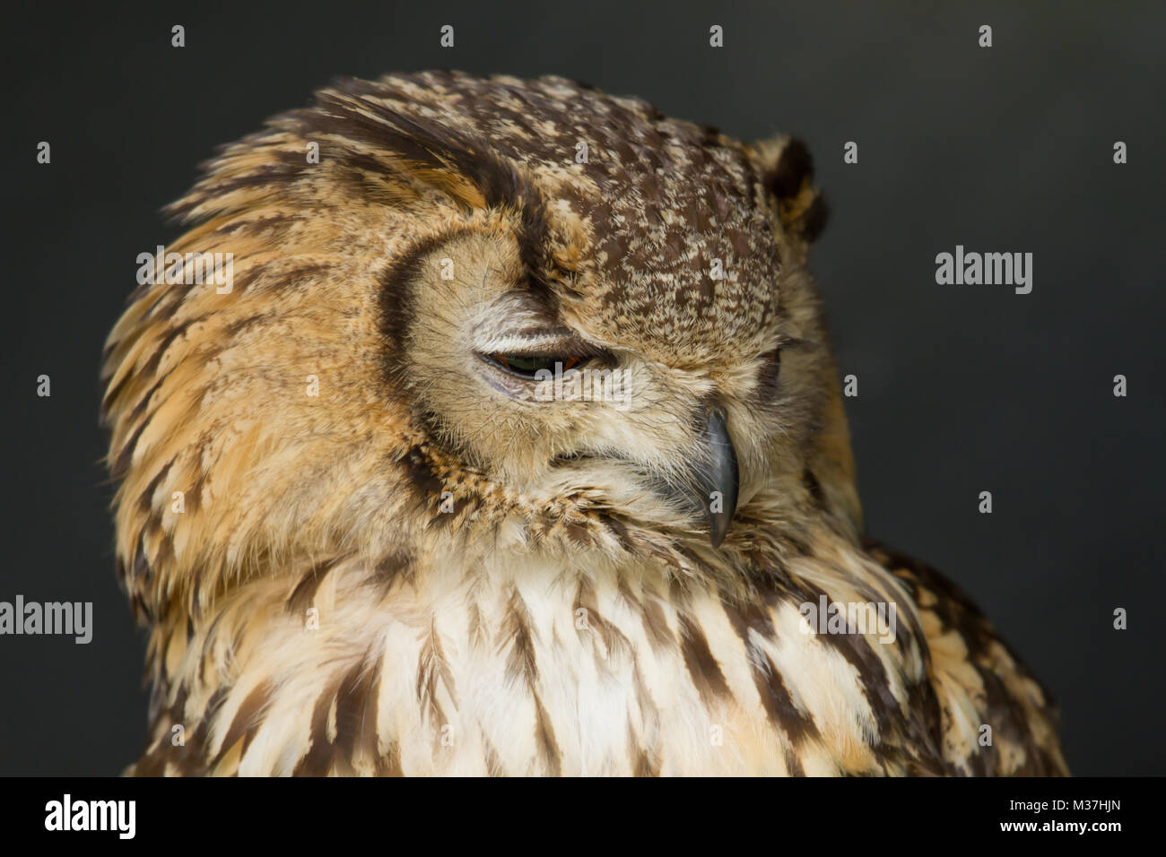 photo portrait of a sleeping Eagle owl with a black back ground Stock Photo