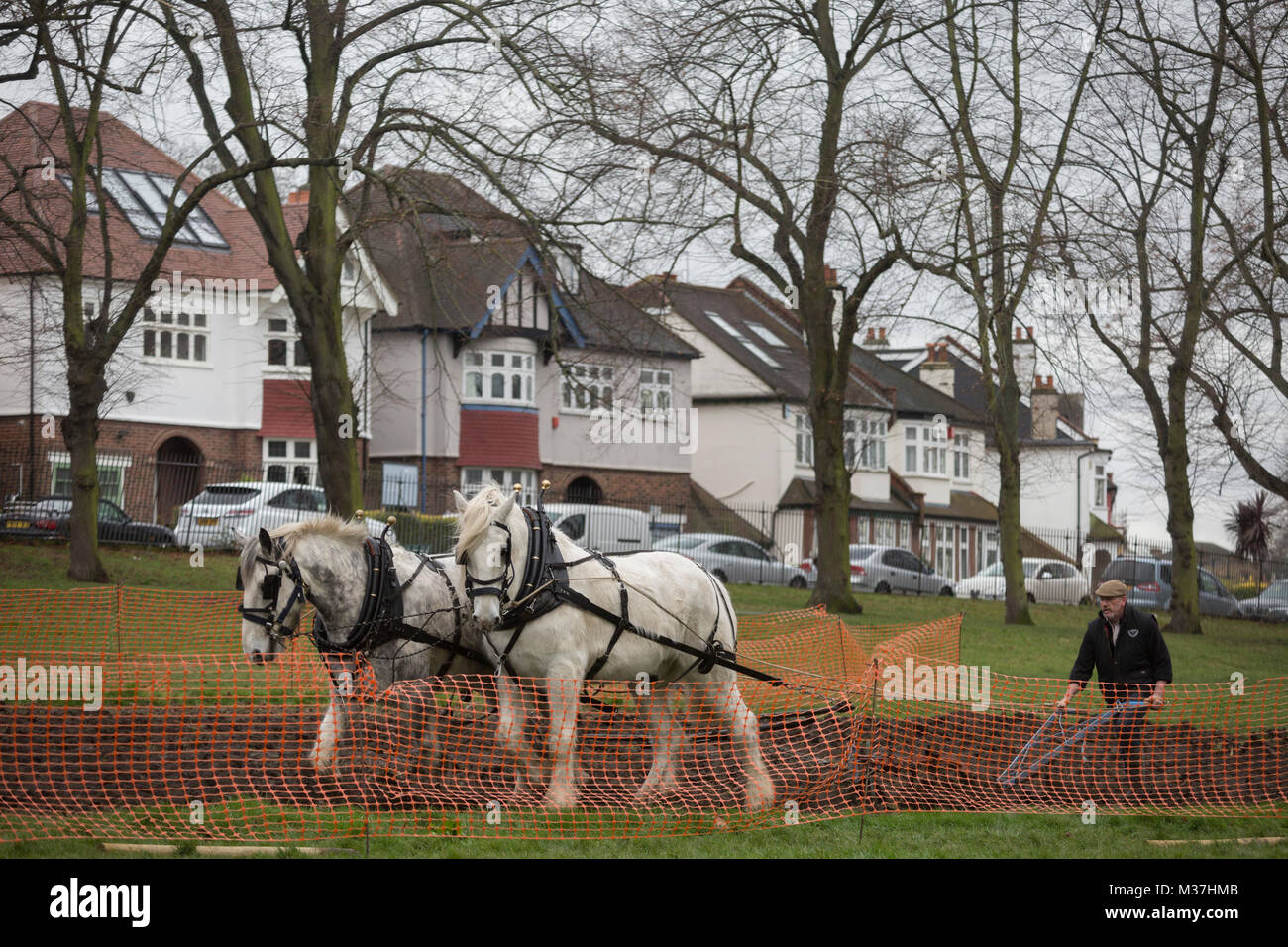 Irish ploughman Tom Nixon leads Shire horses Nobby and Heath as they plough an on-going heritage wheat-growing area in Ruskin Park, a public green space in the borough of Southwark, on 9th February 2018, in London, England. The Friends of Ruskin Park are again growing heritage wheat and crops together with the Friends of Brixton Windmill and Brockwell Bake Association. Shire horses are descended from the medieval warhorse but are a breed under threat. Operation Centaur, which maintains the last working herd of Shires in London is dedicated to the protection and survival of the breed. Stock Photo