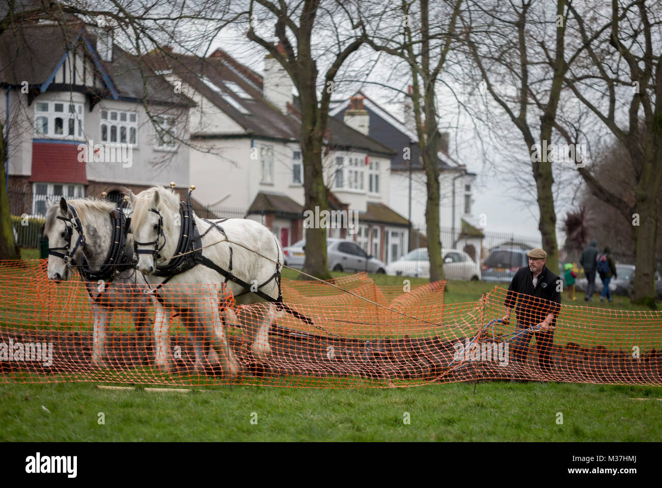 Irish ploughman Tom Nixon leads Shire horses Nobby and Heath as they plough an on-going heritage wheat-growing area in Ruskin Park, a public green space in the borough of Southwark, on 9th February 2018, in London, England. The Friends of Ruskin Park are again growing heritage wheat and crops together with the Friends of Brixton Windmill and Brockwell Bake Association. Shire horses are descended from the medieval warhorse but are a breed under threat. Operation Centaur, which maintains the last working herd of Shires in London is dedicated to the protection and survival of the breed. Stock Photo