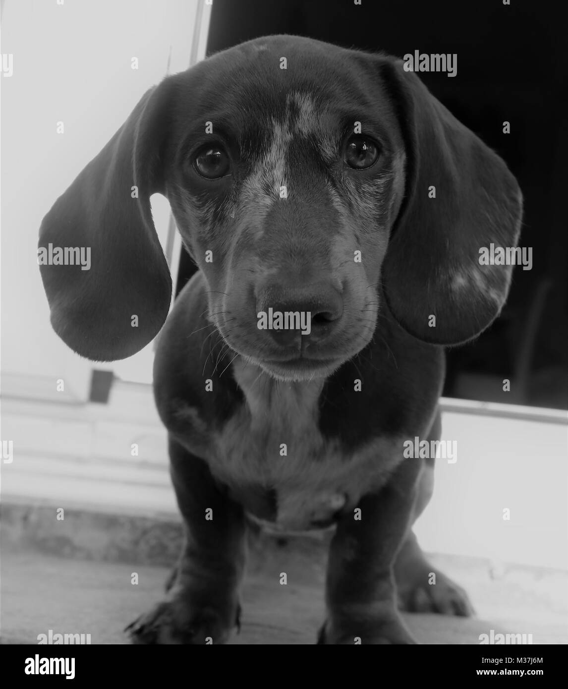 A Male dachshund puppy in black and white Stock Photo
