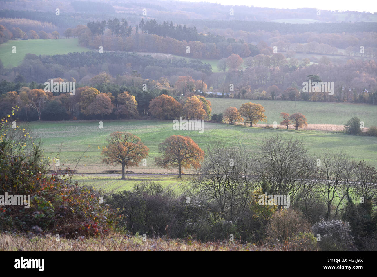 Newlands corner near Guildford Surrey Stock Photo Alamy