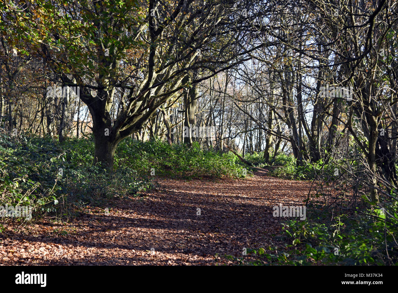 Newlands corner near Guildford Surrey Stock Photo Alamy