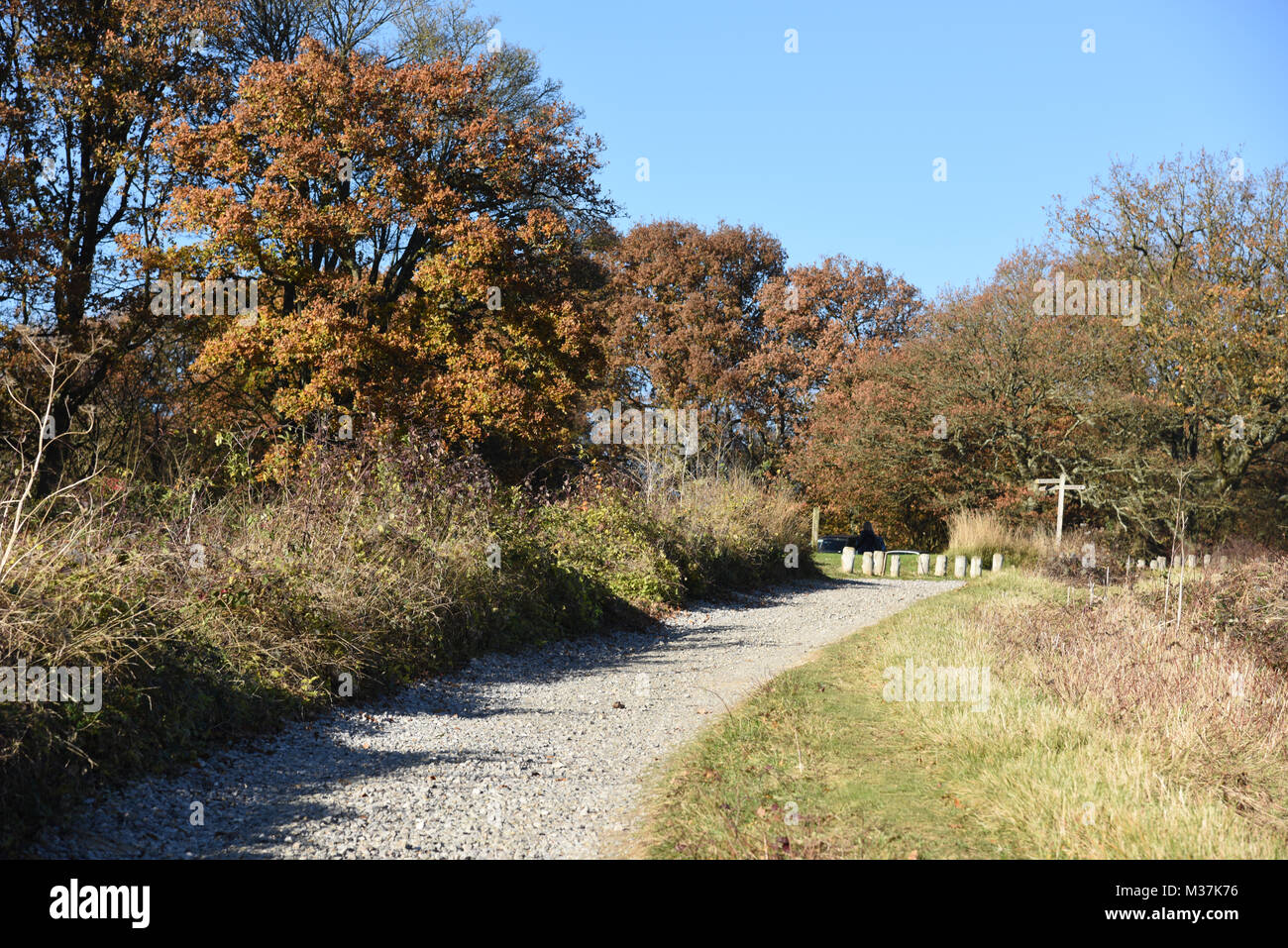 Newlands corner near Guildford Surrey Stock Photo Alamy