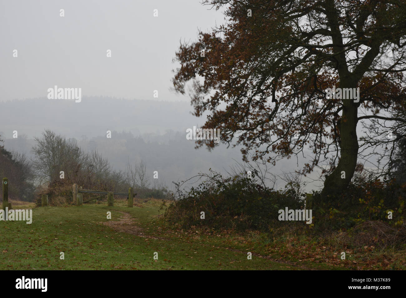 Newlands corner near Guildford Surrey Stock Photo Alamy