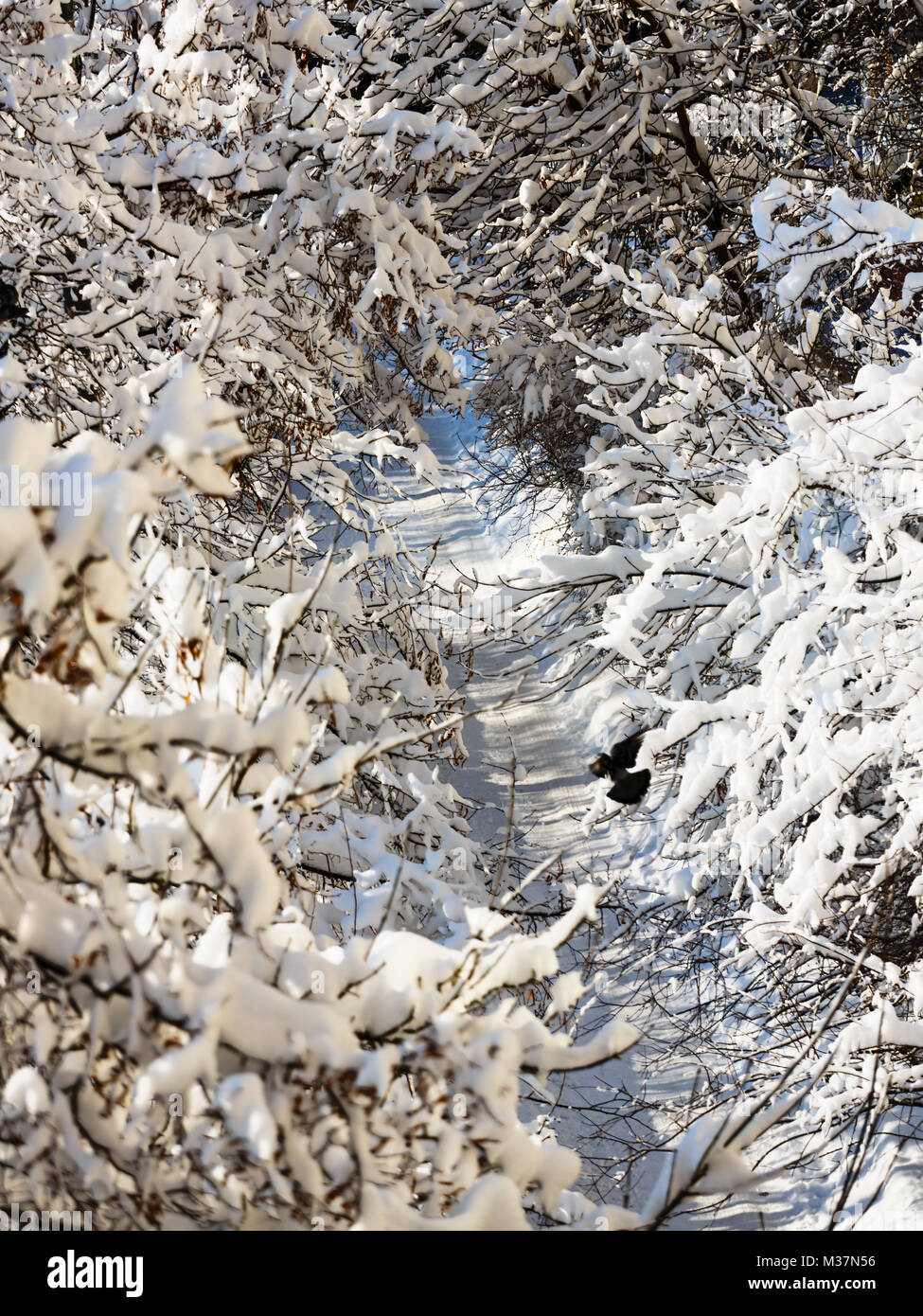 Road in the wood covered with snow and illuminated by sun Stock Photo ...