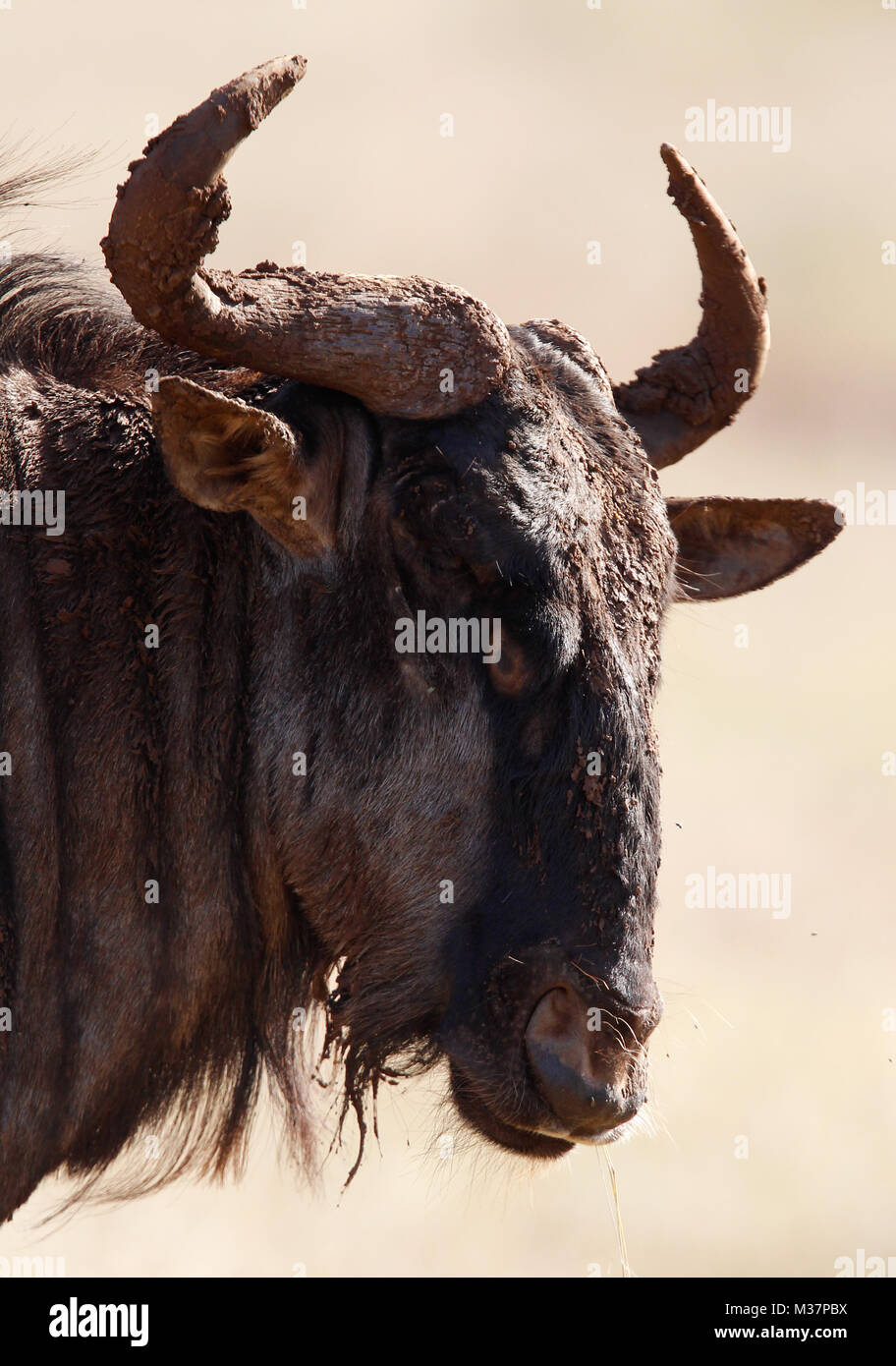 Buffalo in the wild in South Africa Stock Photo - Alamy