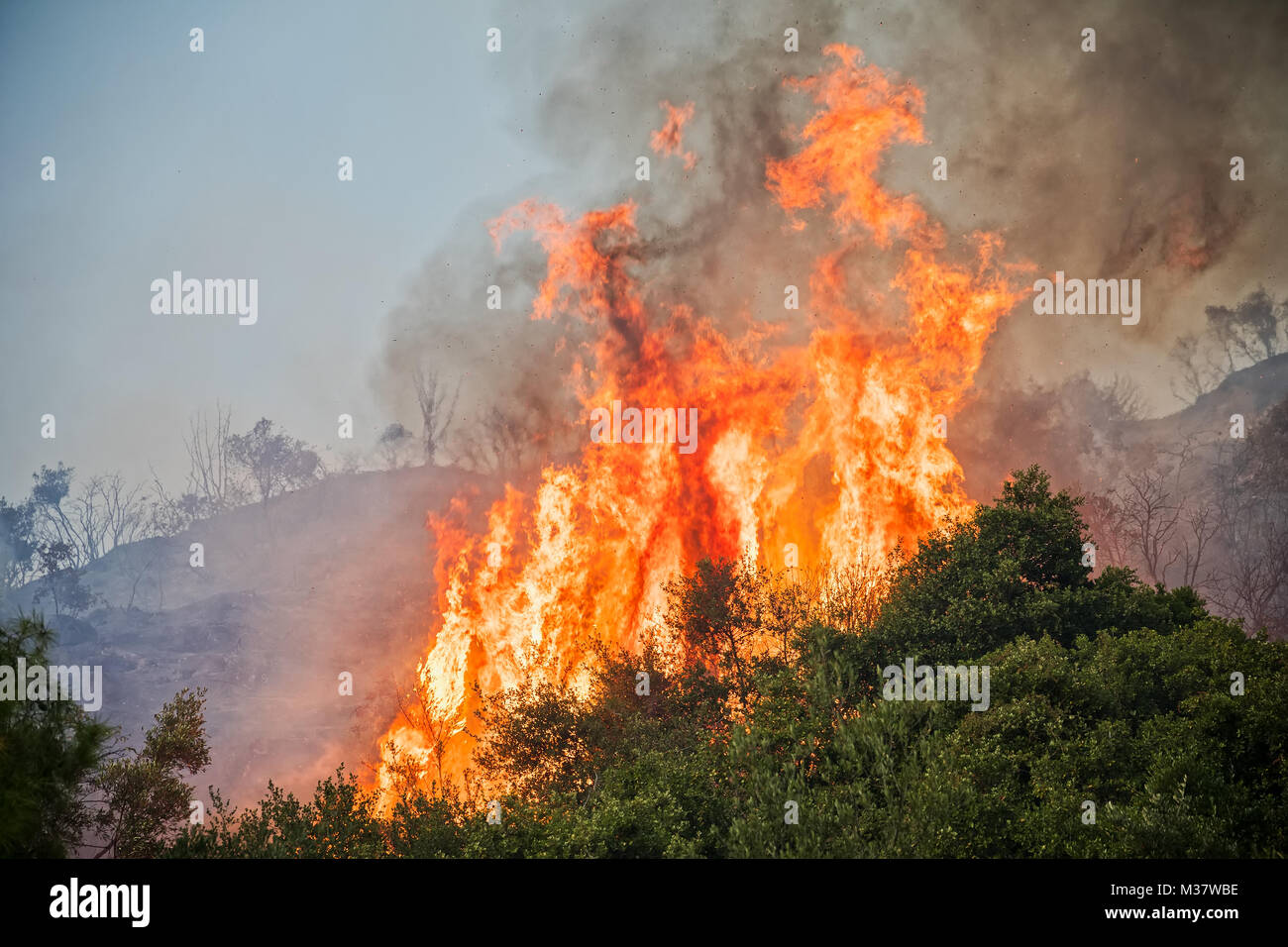 fire in a pine forest in Kassandra, Chalkidiki, Greece Stock Photo
