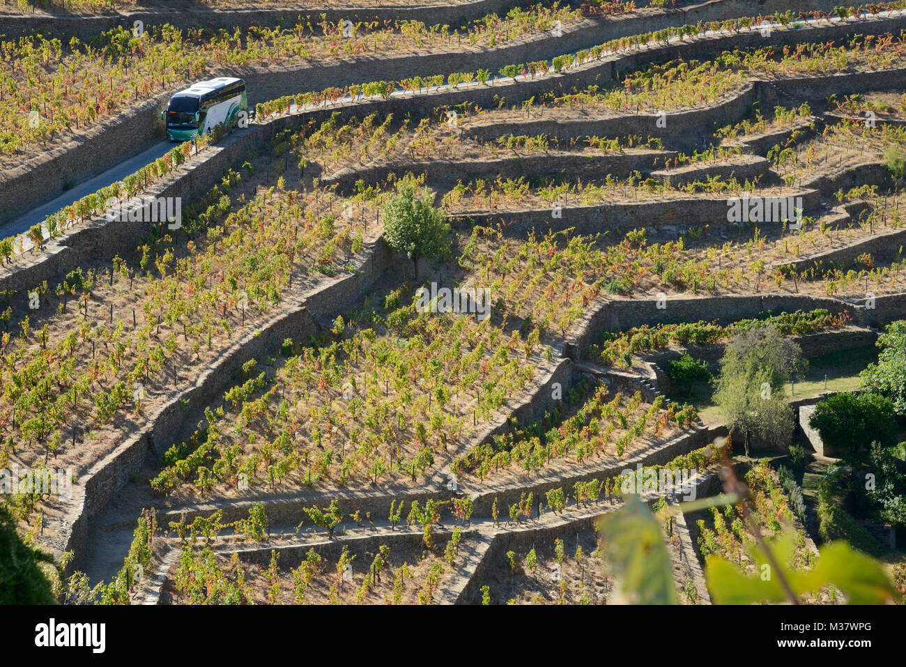 Vineyards on man-made terraces on the hills of the Douro Valley, Portugal, Europe Stock Photo