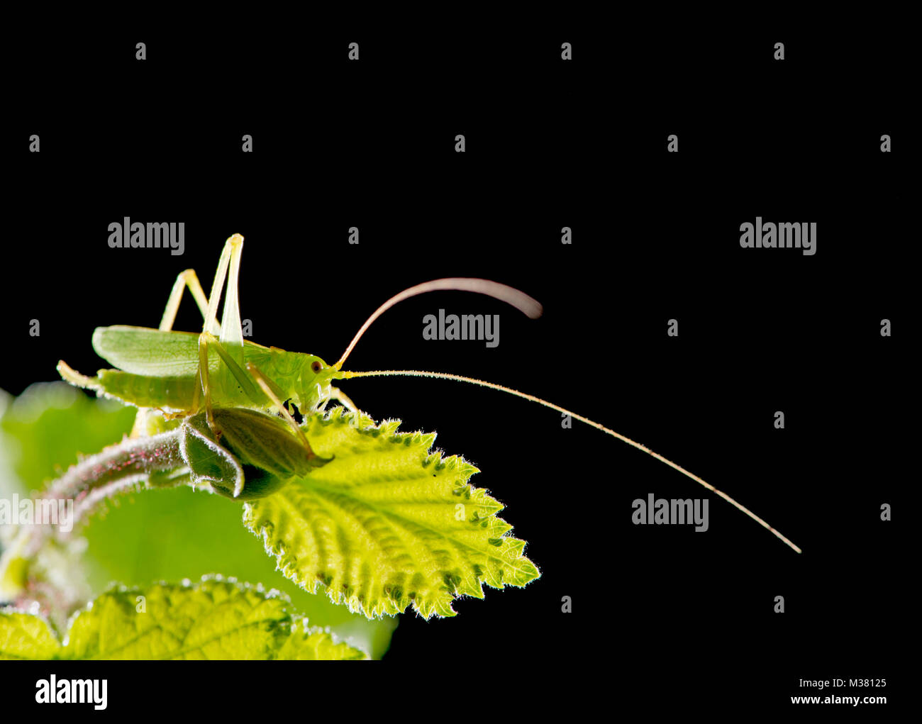 Bush-Cricket: unid sp. Family: Tettigoniidae. Showing long antennae. Stock Photo