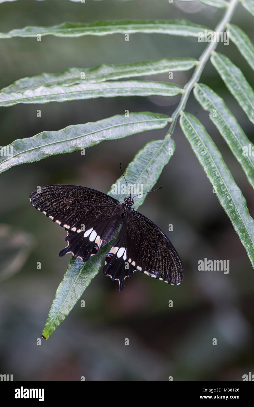 Common Mormon butterfly Papilio polytes Stock Photo Alamy