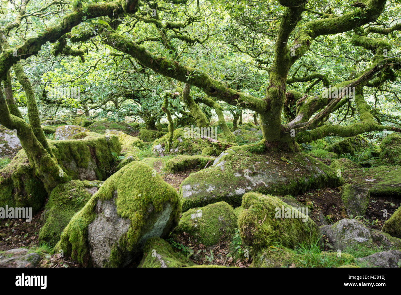 Wistman's Wood, Dartmoor, Devon, UK Stock Photo