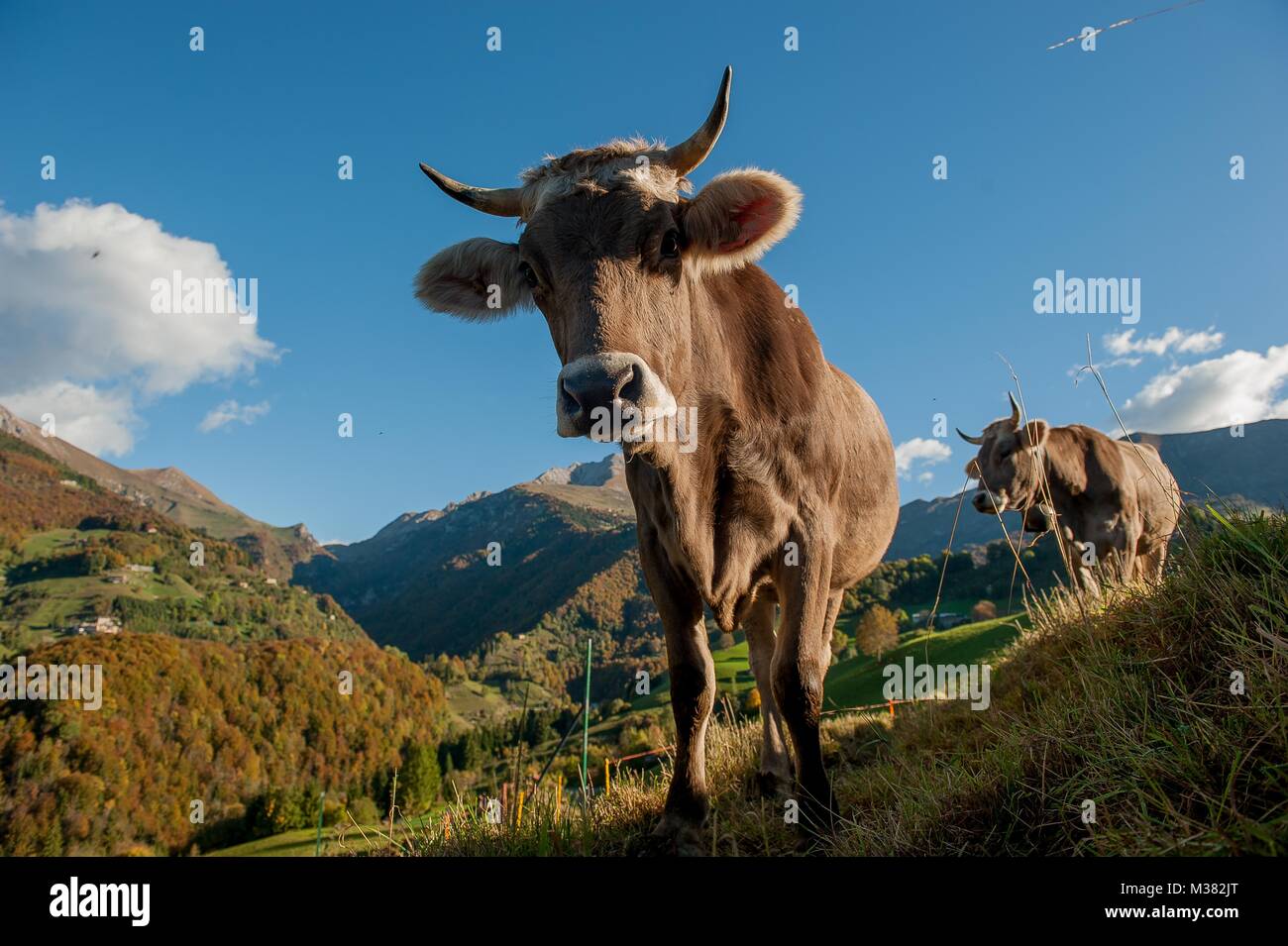 cow grazing in the Alps Stock Photo - Alamy